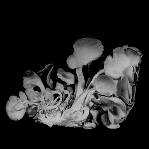 Oyster Mushroom 32