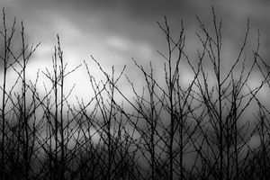 BranchStract