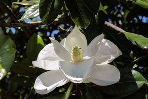 Magnolia in the shade - South Carolina