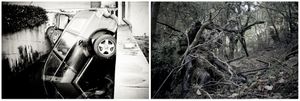 radici _ roots