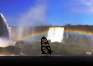 Borboleta do iguaçu