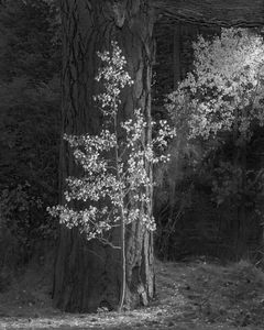 Aspen and Pine, Autumn, Twin Lakes, Eastern Sierras
