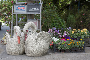 Swans and flowers by the side of the road