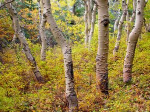 Aspens, South Crest Trail, Sandia Mountain Wilderness, NM
