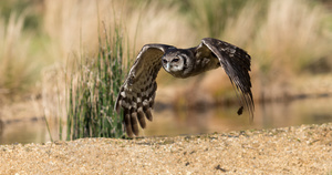 African Eagle Owl