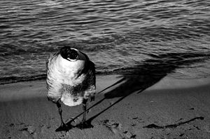 Avian Sense of the Way - One eye stand