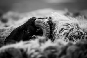 The Phantom of the Sheep