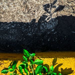 Reborn. /Rinascita.