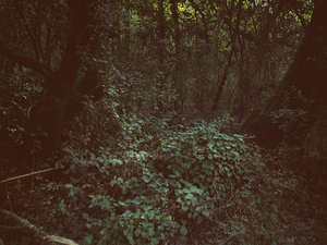 Into the marsh - 39