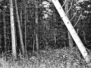 © Peter Thomas Petersen