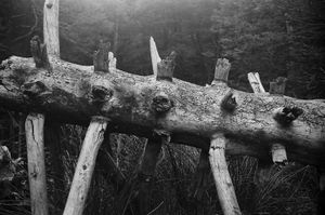 Wood spine