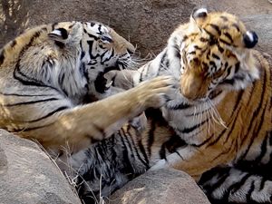 Tiger surprise