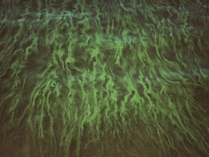 Into the marsh - 19