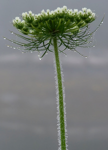 Queen Ann's Lace