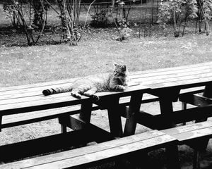 Stray Cats_31