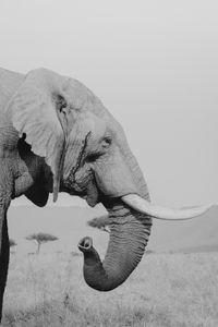 kichwa tembo