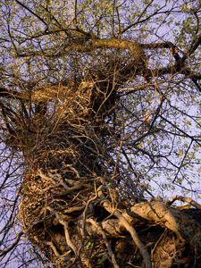 Brandenburg Forests 03