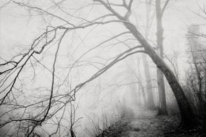 Lonely Forest