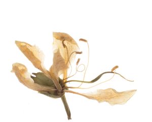 Flor 019