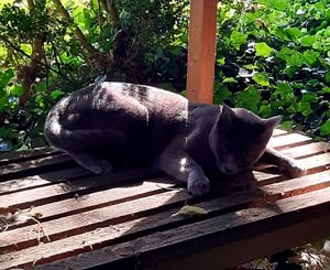Stray Cats_44
