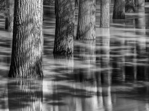 Poplars at River Flood