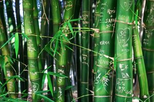 Bamboo trunks