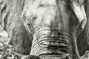 close up... this guy came very close to me. but he was very friendly just taking a sniff with his trunk to see who I am...