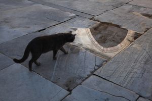 Temple Cat