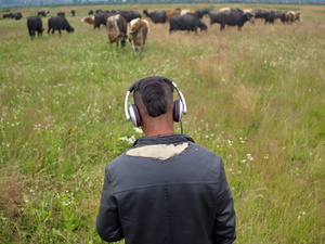 Cow Guards