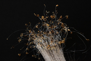 Cancer and Hair -Jean Christophe #3