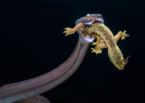 Red Purpo Viper 3