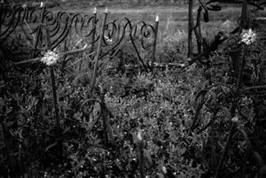 Dead Alentejo