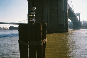New York's bridges