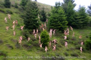 Douglas Firs Dance