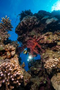 Coral reefs of Eilat, Red Sea
