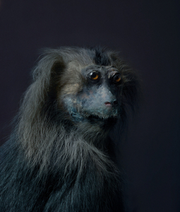 Portrait III