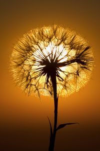 Sunset and Salsify