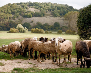 Ciociaria, Open Pasture