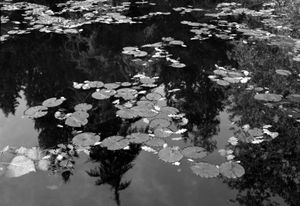 Lily pads