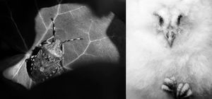 Diptych "Bug me" and "I am fluffy to go"