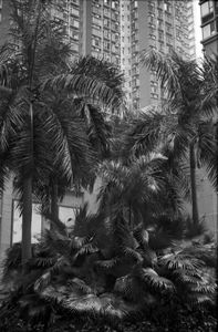 "Hong Kong"
