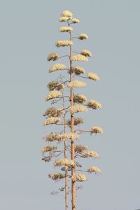 Building Nature