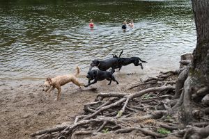 dog park 2
