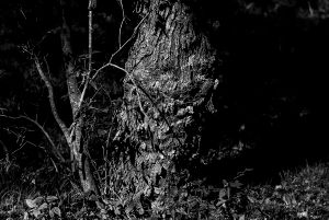 Entre sombras