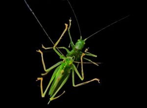PRAYING MANTIS-REFLECTION