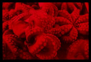 Red fish
