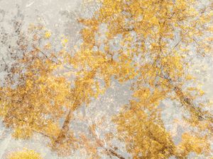 Bigleaf maple