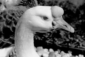 A goose sees