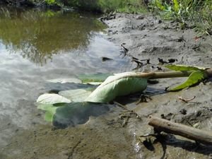 Polluted water, depleted topsoil, dying young milkweed