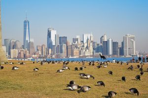Birds